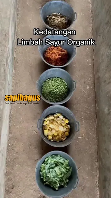 Limbah-Sayur-Organik-Pakan-Ternak